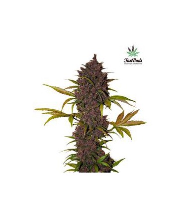 banco de semillas FASTBUDS LSD-25 AUTO FASTBUDS
