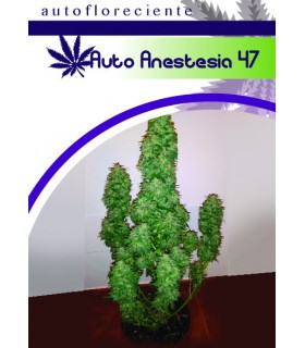 banco de semillas MOON GENETIC AUTO ANESTESIA 47