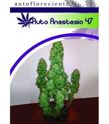banco de semillas MOON GENETIC AUTO ANESTESIA 47