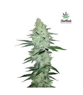 SIX SHOOTER AUTO FASTBUDS