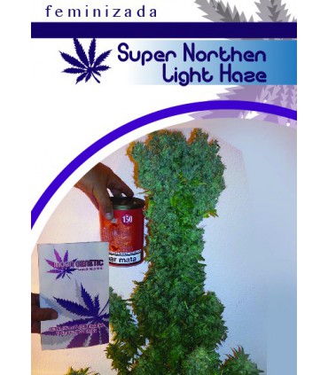 SUPER NORTHEN LIGHT HAZE