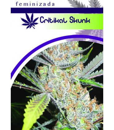 banco de semillas MOON GENETIC CRITIKAL SKUNK