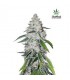 banco de semillas FASTBUDS WEST COAST OG AUTO FASTBUDS