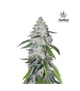 banco de semillas FASTBUDS WEST COAST OG AUTO FASTBUDS