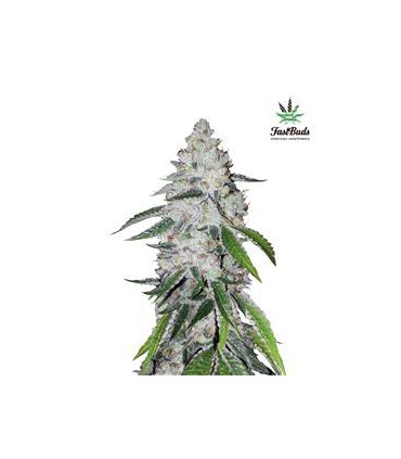 WEST COAST OG AUTO FASTBUDS