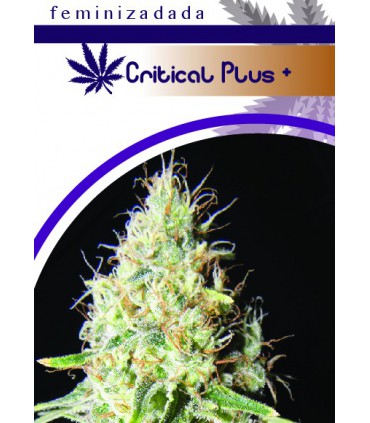 CRITIKAL PLUS +