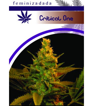 banco de semillas MOON GENETIC CRITIKAL ONE