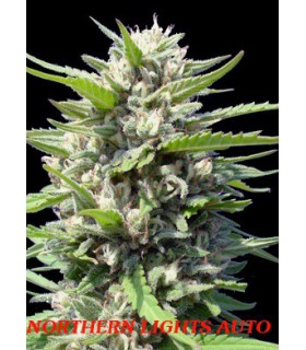 banco de semillas GENEHTIK SEEDS HAZIAK NORTHERN LIGHTS AUTO