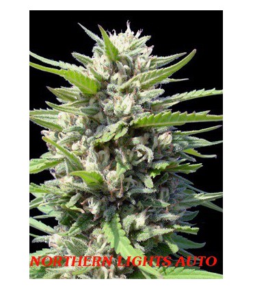 banco de semillas GENEHTIK SEEDS HAZIAK NORTHERN LIGHTS AUTO