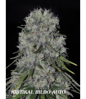 banco de semillas GENEHTIK SEEDS HAZIAK KRITIKAL BILBO AUTO