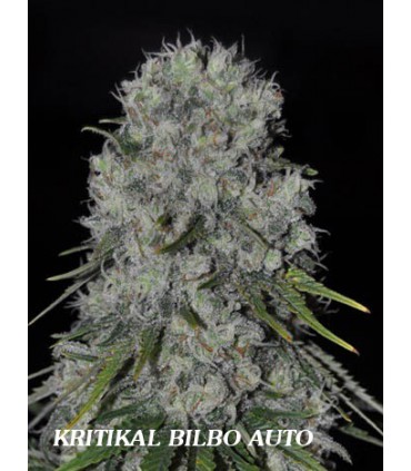 KRITIKAL BILBO AUTO
