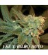 banco de semillas GENEHTIK SEEDS HAZIAK ESE T. BILBO AUTO