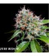 banco de semillas GENEHTIK SEEDS HAZIAK ZURI WIDOW