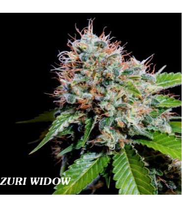 ZURI WIDOW