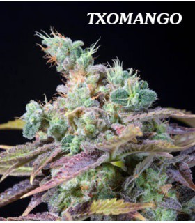 banco de semillas GENEHTIK SEEDS HAZIAK TXOMANGO