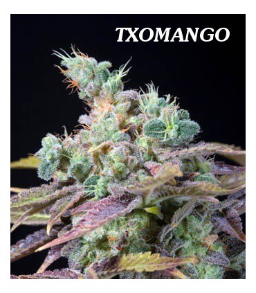 banco de semillas GENEHTIK SEEDS HAZIAK TXOMANGO