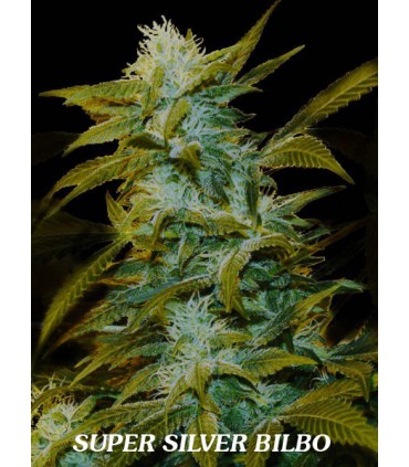 banco de semillas GENEHTIK SEEDS HAZIAK SUPER SILVER BILBO