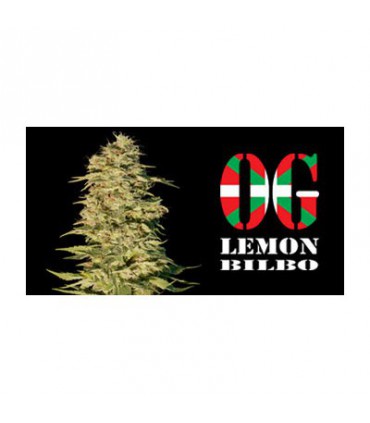 banco de semillas GENEHTIK SEEDS HAZIAK OG LEMON BILBO