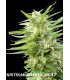 banco de semillas GENEHTIK SEEDS HAZIAK KRITIKAL BILBO X AK-47