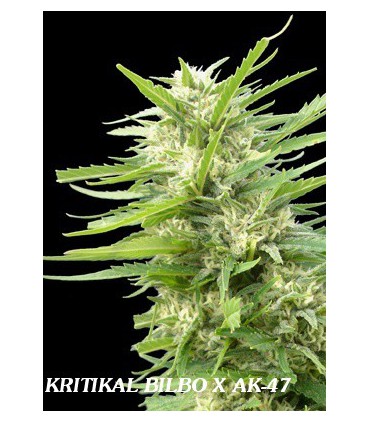 banco de semillas GENEHTIK SEEDS HAZIAK KRITIKAL BILBO X AK-47