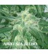 banco de semillas GENEHTIK SEEDS HAZIAK AMNESIA BILBO