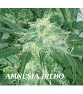 banco de semillas GENEHTIK SEEDS HAZIAK AMNESIA BILBO