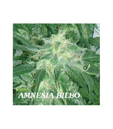banco de semillas GENEHTIK SEEDS HAZIAK AMNESIA BILBO