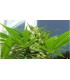 banco de semillas NIRVANA AK-48 AUTO (5) NIRVANA