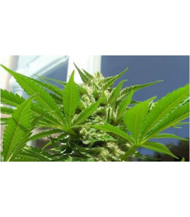 banco de semillas NIRVANA AK-48 AUTO (5) NIRVANA