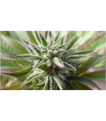 banco de semillas NIRVANA BLUE MYSTIC AUTO (5) NIRVANA