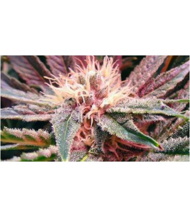 banco de semillas NIRVANA BUBBLELICIOUS AUTO (5) NIRVANA