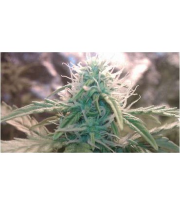 banco de semillas NIRVANA JOCK HORROR AUTO (5) NIRVANA