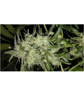 banco de semillas NIRVANA LEMON OG HAZE AUTO (5) NIRVANA