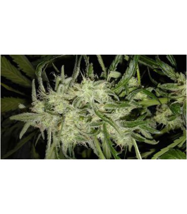 banco de semillas NIRVANA LEMON OG HAZE AUTO (5) NIRVANA