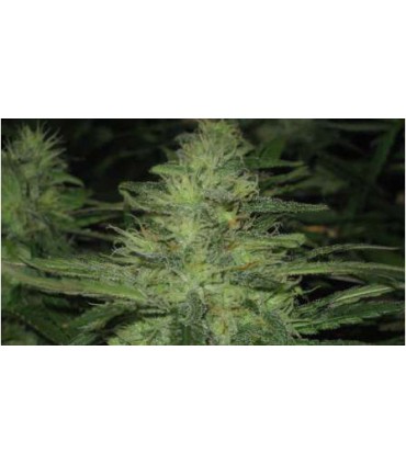 banco de semillas NIRVANA NORTHERN LIGHTS AUTO (5) NIRVANA