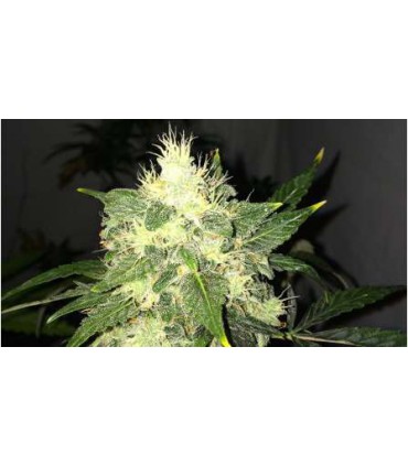 banco de semillas NIRVANA OG KUSH AUTO (5) NIRVANA