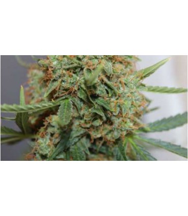 banco de semillas NIRVANA SHORT RIDER AUTO (5) NIRVANA