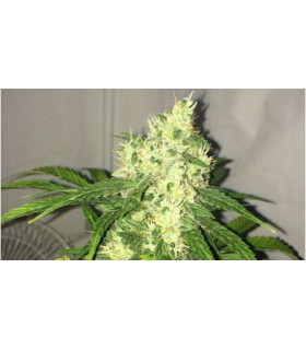 banco de semillas NIRVANA SWISS CHEESE AUTO (5) NIRVANA