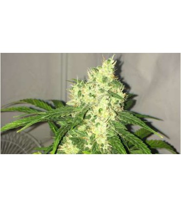 banco de semillas NIRVANA SWISS CHEESE AUTO (5) NIRVANA