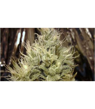 AUROURA INDICA (5) 100% NIRVANA