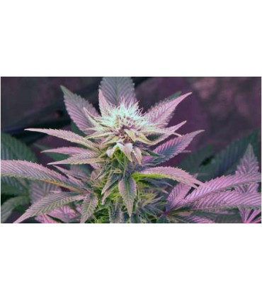 BLUE MYSTIC (5) 100% NIRVANA