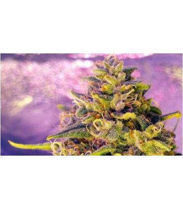 BUBBLELICIOUS 100% (5) NIRVANA