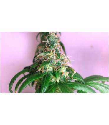 CHRYSTAL 100% (5) NIRVANA