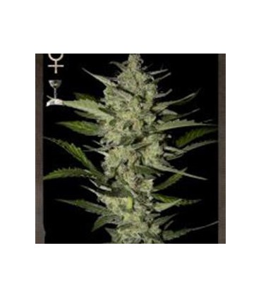 banco de semillas STRAIN HUNTERS FLOWERBOMB KUSH