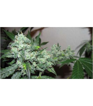 ICE (5) 100% NIRVANA