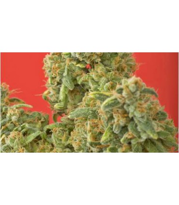 KAYA GOLD (5) 100% NIRVANA