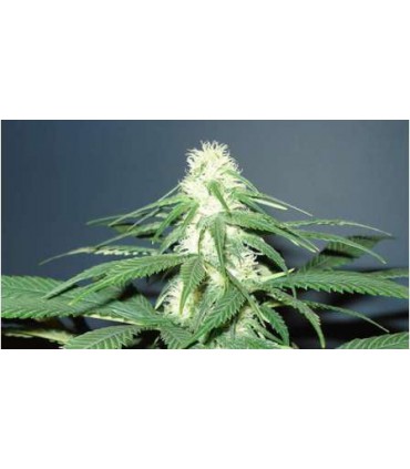 MASTER KUSH (5) 100% NIRVANA