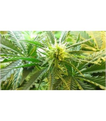 NORTHERN LIGHT (5) 100% NIRVANA