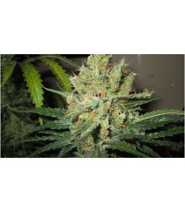 PURE POWER PLANT (5) 100% NIRVANA