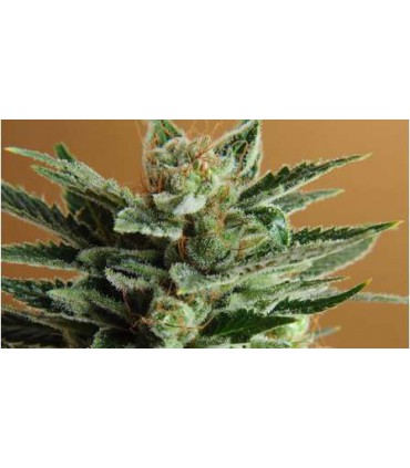 SNOW WHITE (5) 100% NIRVANA